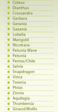 Plantas y Flores Coleus